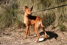 ZANE, Hund, Podenco Andaluz in Spanien - Bild 5