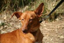 ZANE, Hund, Podenco Andaluz in Spanien - Bild 6