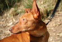 ZANE, Hund, Podenco Andaluz in Spanien - Bild 7