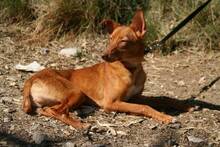 ZANE, Hund, Podenco Andaluz in Spanien - Bild 8