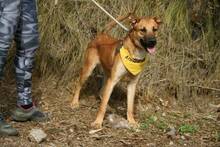 PEPSY, Hund, Deutscher Schäferhund-Mix in Spanien - Bild 7