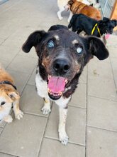 LEGEND, Hund, Mischlingshund in Slowakische Republik - Bild 12