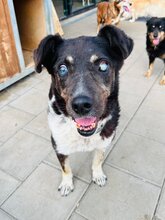 LEGEND, Hund, Mischlingshund in Slowakische Republik - Bild 13