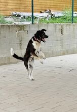 LEGEND, Hund, Mischlingshund in Slowakische Republik - Bild 15