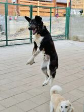 LEGEND, Hund, Mischlingshund in Slowakische Republik - Bild 16