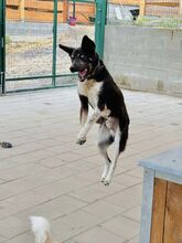 LEGEND, Hund, Mischlingshund in Slowakische Republik - Bild 17