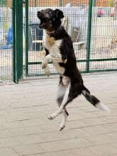LEGEND, Hund, Mischlingshund in Slowakische Republik - Bild 18