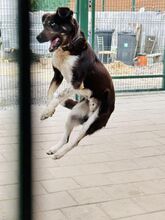 LEGEND, Hund, Mischlingshund in Slowakische Republik - Bild 19