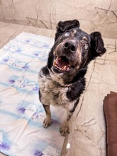 LEGEND, Hund, Mischlingshund in Slowakische Republik - Bild 2