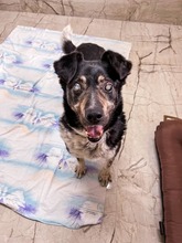 LEGEND, Hund, Mischlingshund in Slowakische Republik - Bild 4