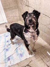 LEGEND, Hund, Mischlingshund in Slowakische Republik - Bild 6