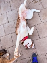 HANIWA, Hund, Mischlingshund in Slowakische Republik - Bild 15
