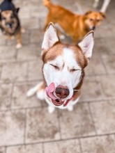 HANIWA, Hund, Mischlingshund in Slowakische Republik - Bild 17