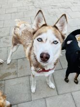 HANIWA, Hund, Mischlingshund in Slowakische Republik - Bild 20