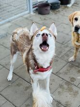 HANIWA, Hund, Mischlingshund in Slowakische Republik - Bild 22