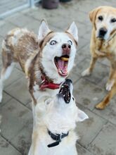 HANIWA, Hund, Mischlingshund in Slowakische Republik - Bild 23
