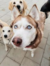 HANIWA, Hund, Mischlingshund in Slowakische Republik - Bild 25