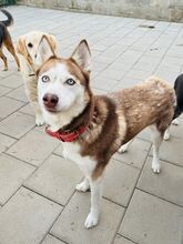 HANIWA, Hund, Mischlingshund in Slowakische Republik - Bild 26