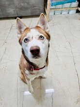 HANIWA, Hund, Mischlingshund in Slowakische Republik - Bild 3