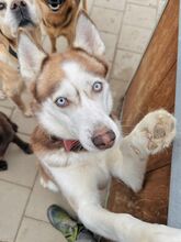 HANIWA, Hund, Mischlingshund in Slowakische Republik - Bild 34