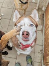 HANIWA, Hund, Mischlingshund in Slowakische Republik - Bild 40