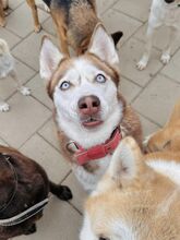 HANIWA, Hund, Mischlingshund in Slowakische Republik - Bild 46