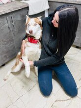 HANIWA, Hund, Mischlingshund in Slowakische Republik - Bild 5