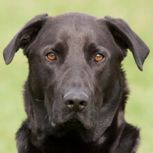 NICKI, Hund, Labrador Retriever-Mix in Lauf