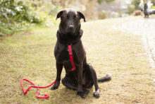 NICKI, Hund, Labrador Retriever-Mix in Lauf - Bild 10