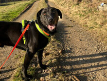 NICKI, Hund, Labrador Retriever-Mix in Lauf - Bild 11