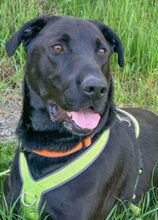 NICKI, Hund, Labrador Retriever-Mix in Lauf - Bild 12