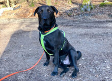 NICKI, Hund, Labrador Retriever-Mix in Lauf - Bild 13