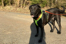 NICKI, Hund, Labrador Retriever-Mix in Lauf - Bild 14