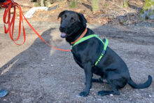 NICKI, Hund, Labrador Retriever-Mix in Lauf - Bild 15
