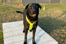 NICKI, Hund, Labrador Retriever-Mix in Lauf - Bild 18