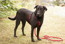NICKI, Hund, Labrador Retriever-Mix in Lauf - Bild 19
