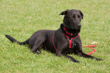 NICKI, Hund, Labrador Retriever-Mix in Lauf - Bild 2