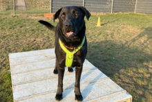 NICKI, Hund, Labrador Retriever-Mix in Lauf - Bild 20