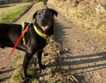 NICKI, Hund, Labrador Retriever-Mix in Lauf - Bild 21