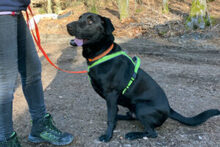 NICKI, Hund, Labrador Retriever-Mix in Lauf - Bild 23