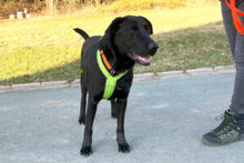 NICKI, Hund, Labrador Retriever-Mix in Lauf - Bild 24