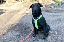 NICKI, Hund, Labrador Retriever-Mix in Lauf - Bild 25