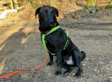 NICKI, Hund, Labrador Retriever-Mix in Lauf - Bild 26