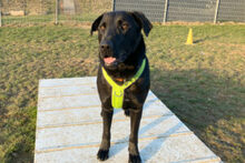 NICKI, Hund, Labrador Retriever-Mix in Lauf - Bild 27