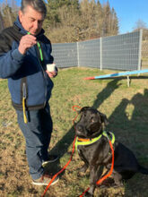 NICKI, Hund, Labrador Retriever-Mix in Lauf - Bild 29
