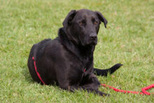 NICKI, Hund, Labrador Retriever-Mix in Lauf - Bild 3