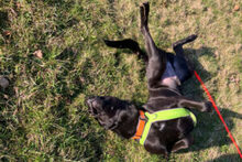 NICKI, Hund, Labrador Retriever-Mix in Lauf - Bild 30