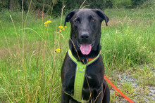 NICKI, Hund, Labrador Retriever-Mix in Lauf - Bild 31