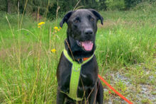 NICKI, Hund, Labrador Retriever-Mix in Lauf - Bild 32