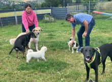 NICKI, Hund, Labrador Retriever-Mix in Lauf - Bild 33
